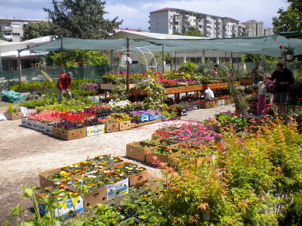 esenta-e-idealno-vreme-za-posaduvanje-na-nadvoresni-rastenija-4