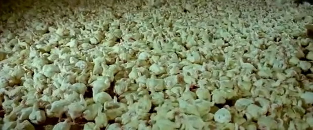 videoto-koe-ke-vi-gi-otvori-ocite-01