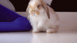 anigif original-grid-image-6219-1372190011-14