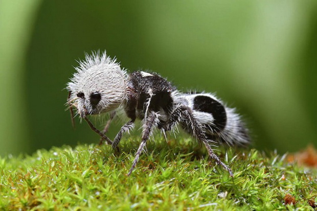cuda-na-prirodata-zivotni-koi-ne-znaevte-deka-postojat-01