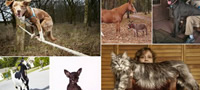 ginisovi-rekordi-najbrzata-koza-so-skejtbord-pominala-6-metri-za-25-sekundi-povekje