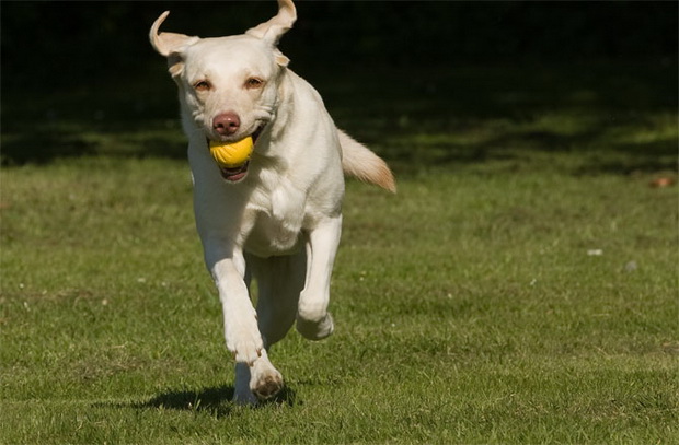 zosto-labrador-retriverot-e-najpopularniot-milenik-vo-svetot-01