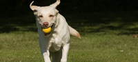 zosto-labrador-retriverot-e-najpopularniot-milenik-vo-svetot-povekje