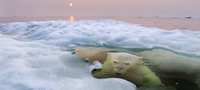 koi-se-pobednickite-fotografii-na-national-geographic-za-2013-godina-povekje