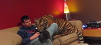 ljubopitniot-tigar-koj-ne-saka-nitu-pica-nitu-pivo-video-povekje