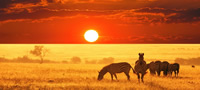 najdobrite-5-safari-destinacii-vo-afrika-povekje