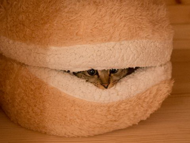 hamburger-krevet-za-site-ljubiteli-na-macki-06