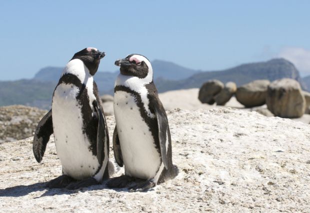 na-plaza-so-pingvini-vo-juzna-afrika-foto-01