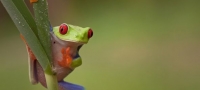 neverojatni-fotografii-od-zabja-perspektiva-01-povekje