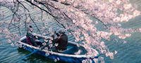 proletta-vo-japonija-e-prekrasna-povekje