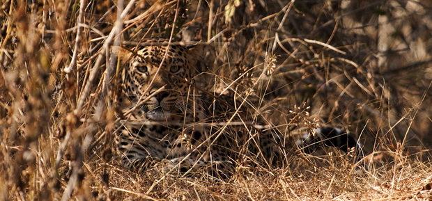 predizvik-pronajdete-go-leopardot-na-ovie-fotografii-01.jpg