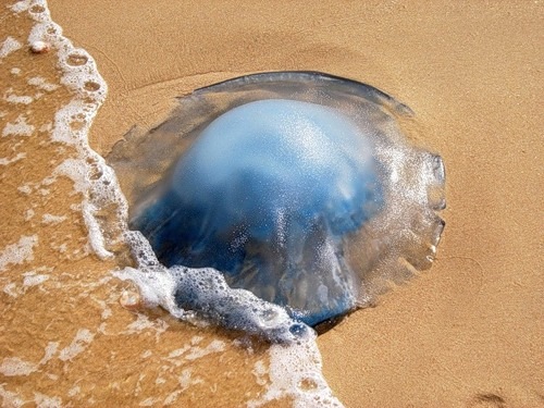 kako-izgleda-koga-ke-ve-napadne-meduza-01