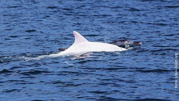 fotki-od-prviot-albino-delfin-vo-jadran-01.jpg
