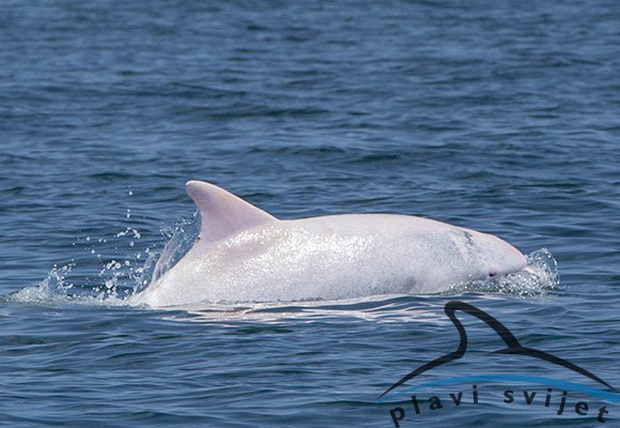 fotki-od-prviot-albino-delfin-vo-jadran-02.jpg