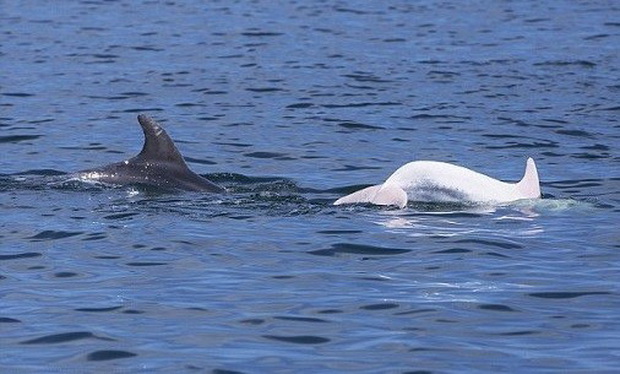 fotki-od-prviot-albino-delfin-vo-jadran-03.jpg