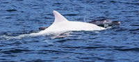 fotki-od-prviot-albino-delfin-vo-jadran-povekje.jpg