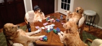 ova-e-posebno-kuce-moze-da-bide-i-devojka-i-poker-igrac-foto-01-povekje