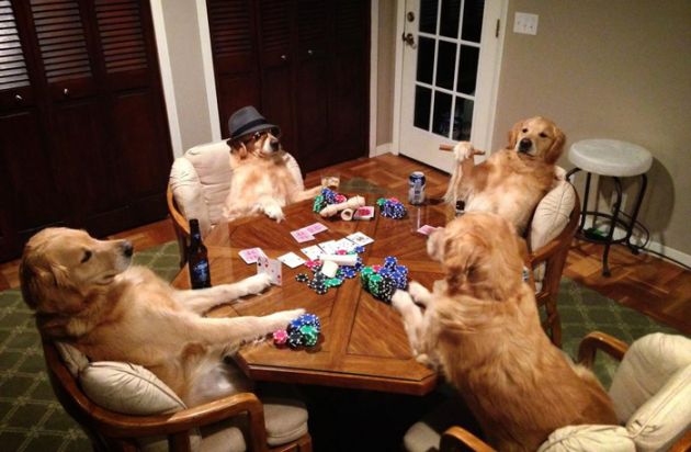 ova-e-posebno-kuce-moze-da-bide-i-devojka-i-poker-igrac-foto-01