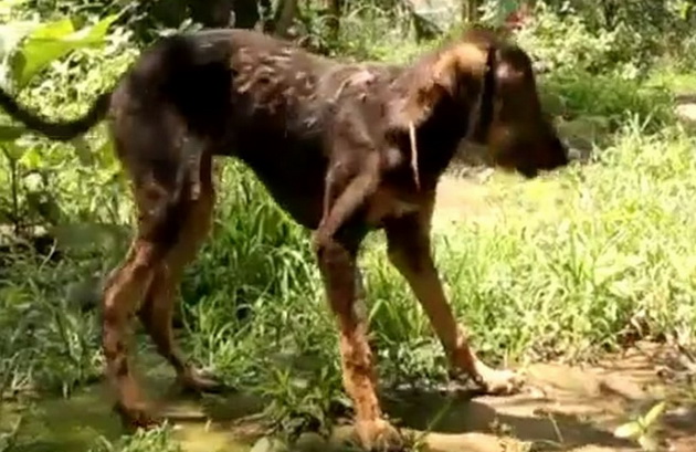 spaseno-e-kuceto-cie-telo-pocnalo-da-se-pretvora-vo-kamen-video-02.jpg