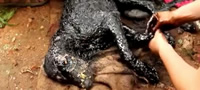 spaseno-e-kuceto-cie-telo-pocnalo-da-se-pretvora-vo-kamen-video-povekje.jpg