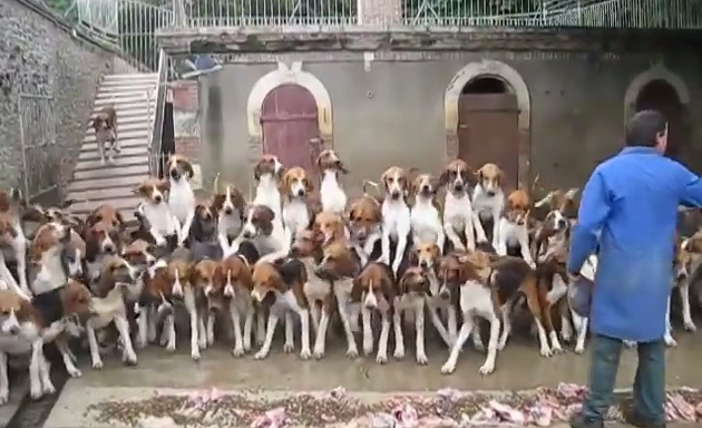 ova-e-najdobriot-trener-za-kucinja-vo-svetot-video-01.jpg