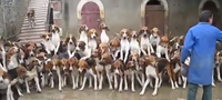 ova-e-najdobriot-trener-za-kucinja-vo-svetot-video-povekje.jpg
