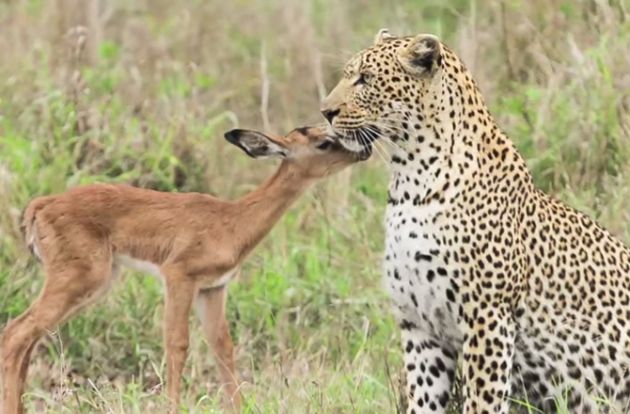 neobicno-prijatelstvo-leopard-i-antilopa-se-galat-i-si-igraat-zaedno-video-01