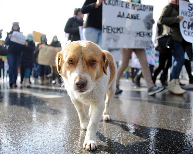 da-go-vdomime-borko-kuceto-sto-protestira-01.jpg