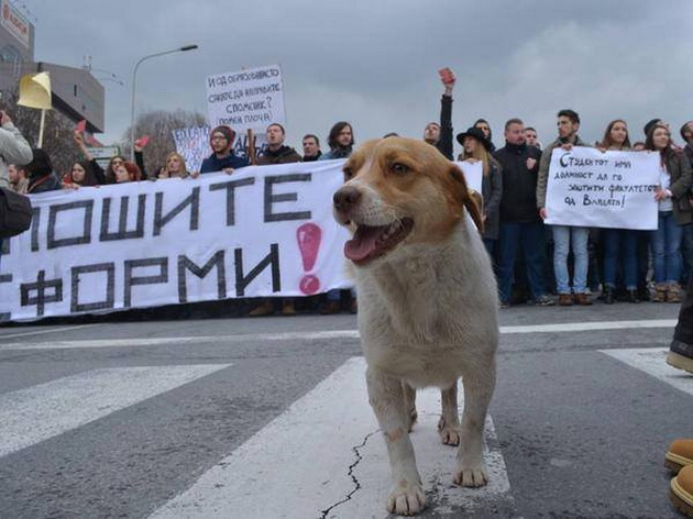 da-go-vdomime-borko-kuceto-sto-protestira-02.jpg