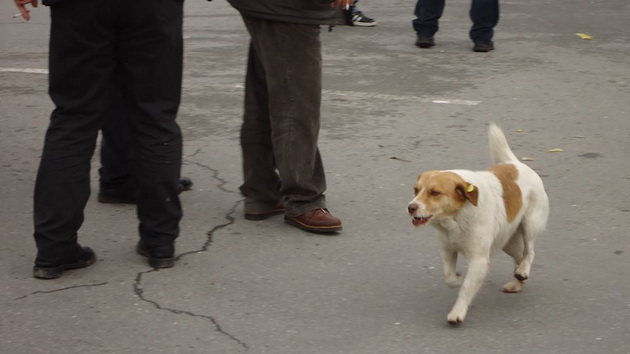 da-go-vdomime-borko-kuceto-sto-protestira-03.jpg