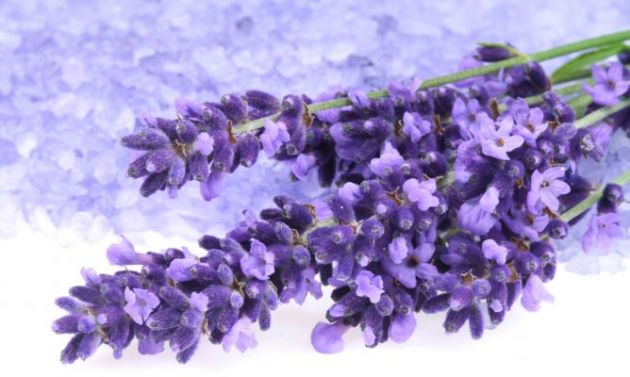 imate-nesonica-stavete-lavanda-vo-sobata-i-ke-zaspiete-vednas-2