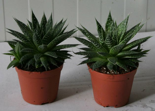 imate-nesonica-stavete-lavanda-vo-sobata-i-ke-zaspiete-vednas-4
