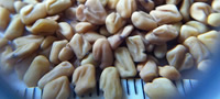 seme-koe-prirodno-gi-zgolemuva-gradite-a-gi-namaluva-kilogramite-povekje.jpg