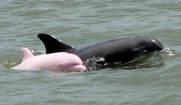 edinstveniot-rozov-delfin-vo-svetot-video-01.jpg