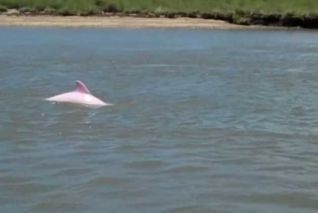 edinstveniot-rozov-delfin-vo-svetot-video-02.jpg