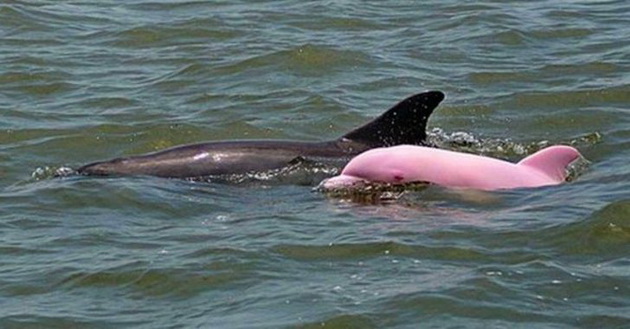 edinstveniot-rozov-delfin-vo-svetot-video-03.jpg