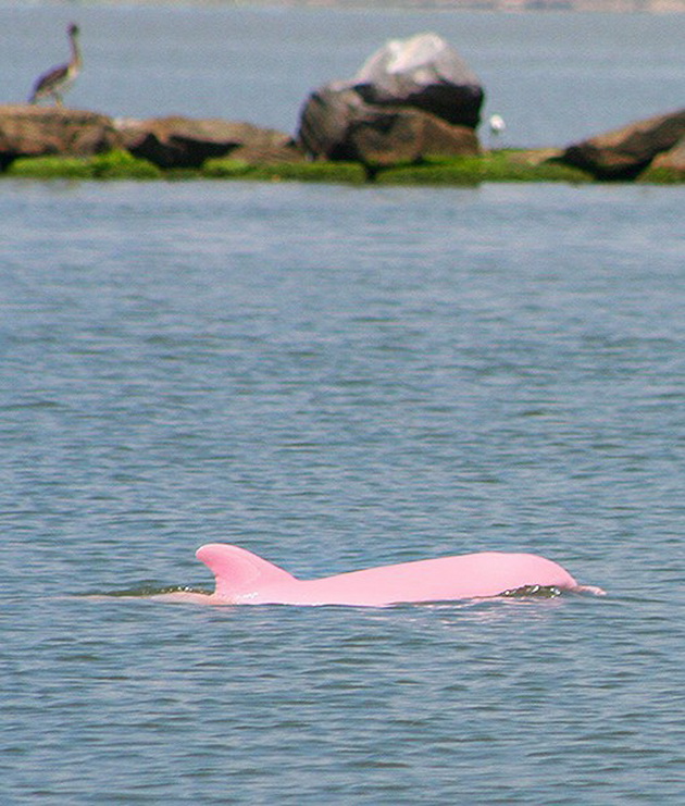 edinstveniot-rozov-delfin-vo-svetot-video-04.jpg