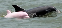 edinstveniot-rozov-delfin-vo-svetot-video-povekje2.jpg