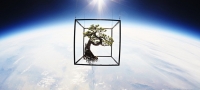 japonsko-bonsai-drvo-10-godini-patuvashe-okolu-svetot-01-povekje