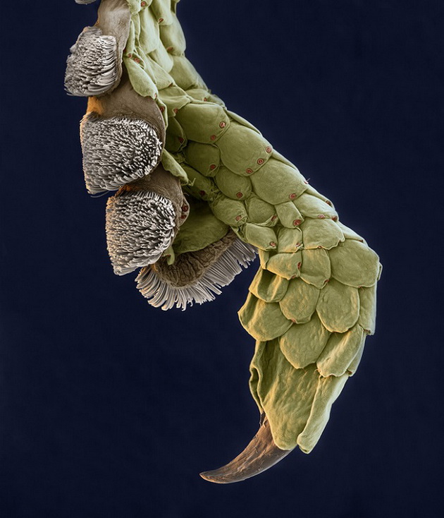 neverojatni-sliki-na-bubacki-odblizu-4.jpg