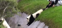 mala-panda-saka-samo-da-se-trkala-vo-treva-01-povekje