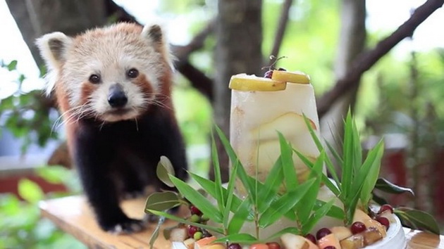 crvena-panda-dobi-specijalna-torta-za-svojot-16ti-rodenden-01.jpg