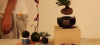 inventiven-proekt-lebdecki-bonsai-drvca-01-povekje