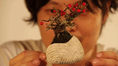 inventiven-proekt-lebdecki-bonsai-drvca-03.gif