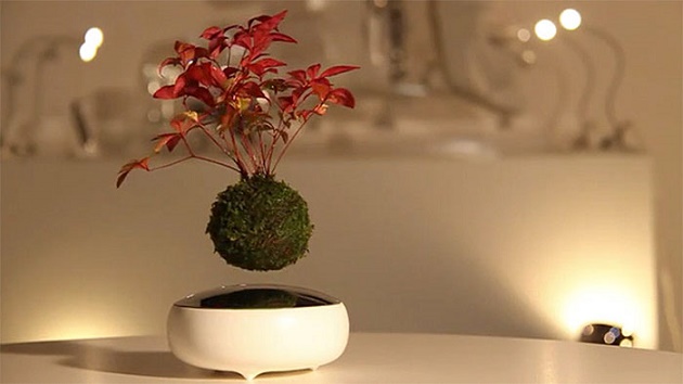 inventiven-proekt-lebdecki-bonsai-drvca-04.jpg
