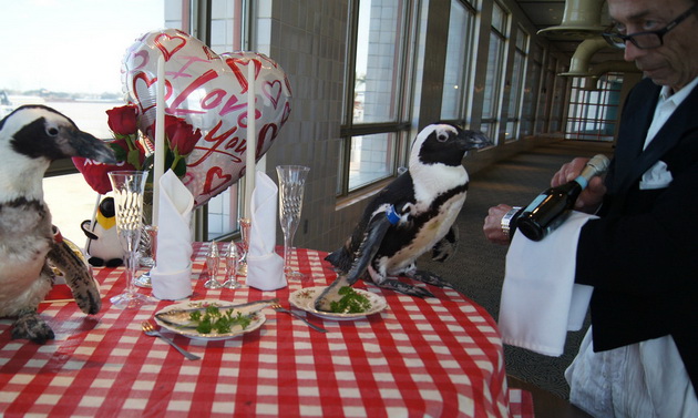 dva-pingvini-go-proslavija-svojot-22ri-zaednicki-sv-valentin-01.jpg