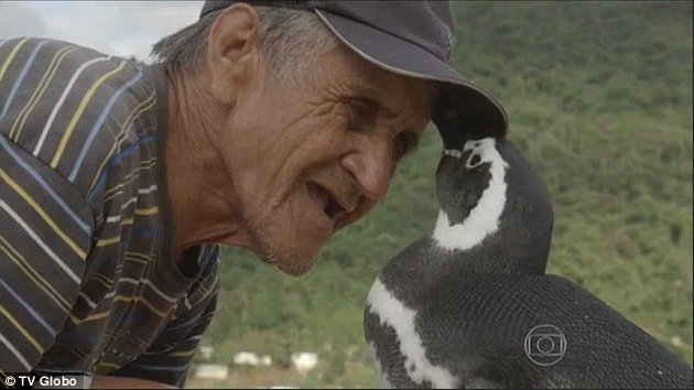 pingvin-sekoja-godina-preplivuva-8-000-kilometri-za-da-go-poseti-covekot-koj-mu-dal-vtora-sansa-za-zivot-02.jpg