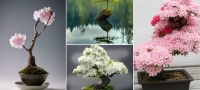 15-fotografii-koi-kje-ve-nateraat-da-cuvate-bonsai-01-povekje