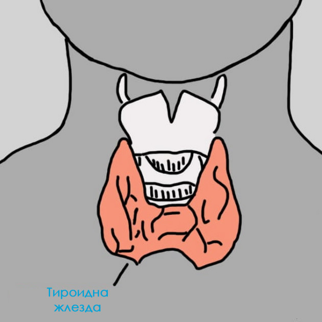 12-znaci-deka-neshto-ne-e-vo-red-so-vashata-tiroidna-zlezda-02.jpg