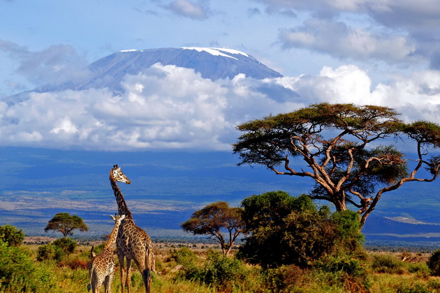 kilimanjaro-giraffe-lrg.jpg